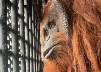 Hendak Dikirim ke Sumatera, Dua Orang Utan Diperiksa Balai Karantina Pertanian