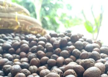 Kopi Lawang Taji Gunung Karang Pandeglang Simpan Potensi Menjanjikan