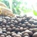 Kopi Lawang Taji Gunung Karang Pandeglang Simpan Potensi Menjanjikan