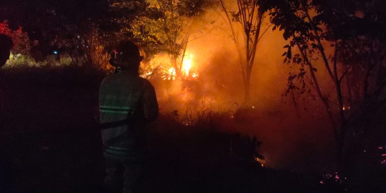 Efek El Nino, Damkar Cilegon Padamkan Puluhan Kebakaran Lahan Selama Dua Bulan