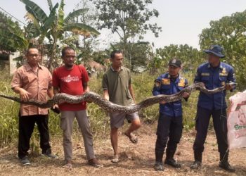 Ditemukan oleh Warga Cisauk, Ular Sanca Sepanjang Tujuh Meter Ditangkap Petugas BPBD Kabupaten Tangerang