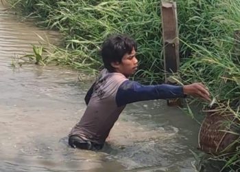 Berkah Kemarau Panjang, Petani di Kaserangan ‘Panen’ Ikan di Sungai yang Airnya Menyusut