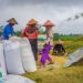 Kenaikan Harga Beras di Pandeglang, Dampak El Nino dan Kenaikan Harga Gabah