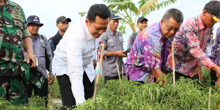 Pj Bupati Tangerang Panen Satu Hektare Cabai di Kronjo&nbsp;