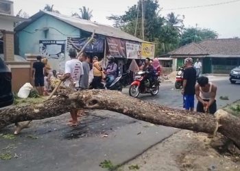 Warga Diminta Waspadai Pohon Tumbang