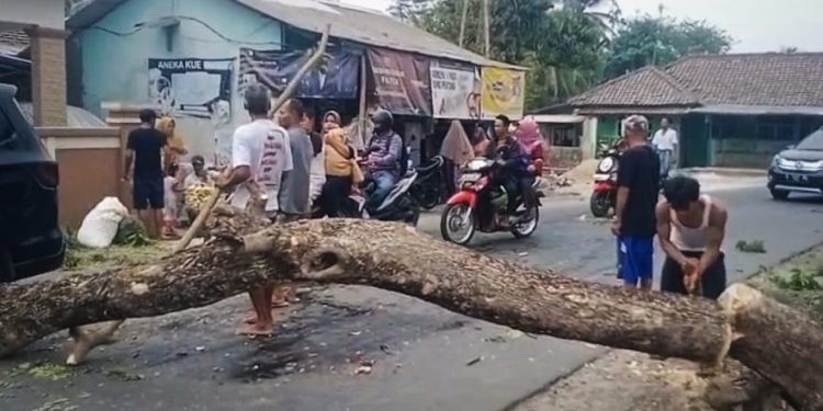 Warga Diminta Waspadai Pohon Tumbang