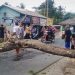 Warga Diminta Waspadai Pohon Tumbang