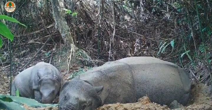 Anak Badak Jawa Baru Lahir di Taman Nasional Ujung Kulon, Keajaiban Konservasi di Tengah Ancaman Punahnya Spesies