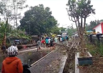 Hujan Deras, Pohon Tumbang Tutup Akses Jalan Nasional Pandeglang