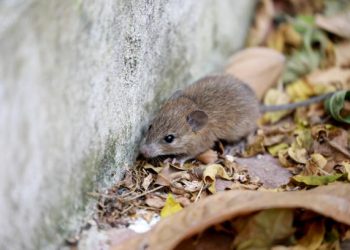 Masyarakat Pandeglang Diminta Waspada Terhadap Ancaman Leptospirosis Selama Musim Kemarau