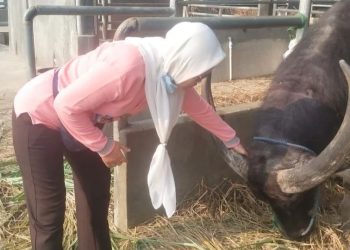 Disnakkeswan Lebak Pantau Kesehatan Hewan Ternak  