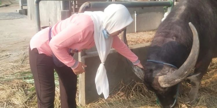 Disnakkeswan Lebak Pantau Kesehatan Hewan Ternak