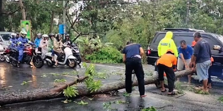 Hujan Disertai Angin Kencang, Pohon di Jalan Rangkasbitung-Pandeglang Tumbang