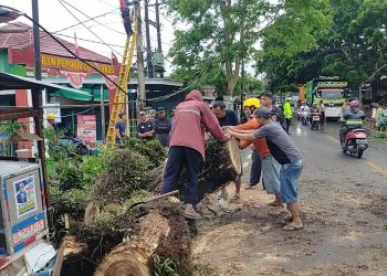 Angin Kencang Tumbangkan Pohon Besar di Jalan Rangkasbitung-Bogor