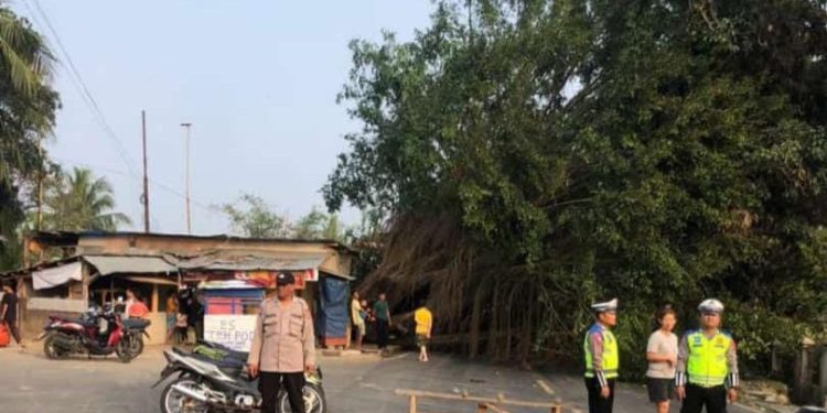Angin Kencang Sapu Rangkasbitung, Pohon Beringin Besar Tumbang