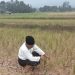 Selama Kemarau, 663 Hektare Sawah di Kabupaten Serang Alami Puso