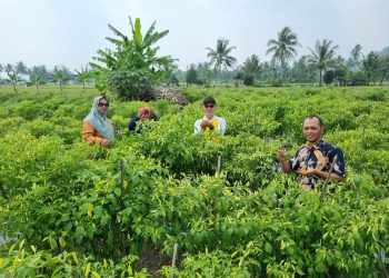 Dinas Ketahanan Pangan dan Pertanian Kabupaten Serang Berkontribusi pada Ketahanan Pangan Nasional