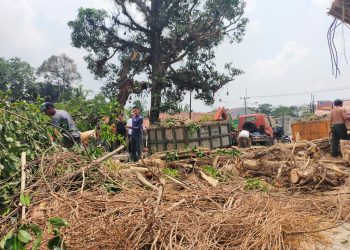Pohon Beringin Besar Tumbang di Rangkasbitung, Butuh Waktu 7 Jam Untuk Evakuasi