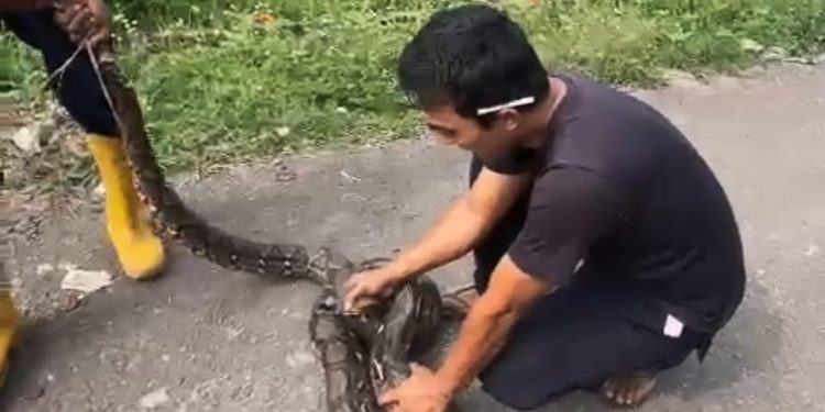 Warga Rangkasbitung Tangkap Ular Sanca Sepanjang 2,5 Meter