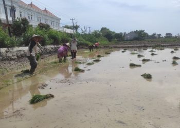 Masuk Masa Tanam, Petani di Carenang Keluhkan Susah Dapat Pupuk