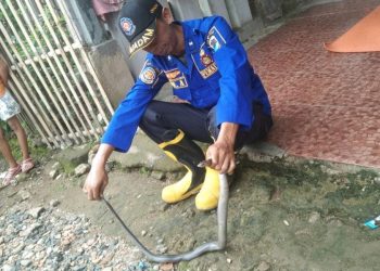 Bersembunyi di Balik Genteng, Damkar Lebak Tangkap Ular Kobra