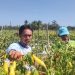 Jaga Stok Saat Lebaran, Pemkab Serang Siapkan 20 Hektare Lahan Pertanian Cabai