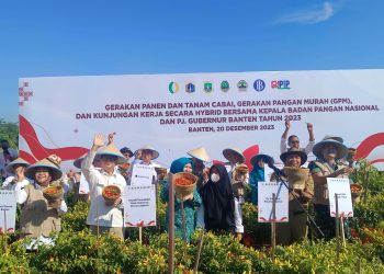 Banten Panen Cabai di Lahan 12 Hektare Cabai Rawit