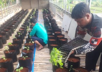 Keren, Pemuda Desa Kadubelang Kembangkan Budidaya Melon Premium