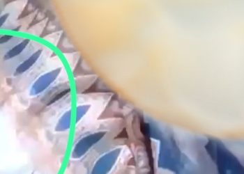 Wanita Pemeran Vidio Syur Adalah Honorer di Bapenda Banten, Ini Identitasnya