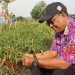 Ini Program DPKP Kabupaten Tangerang Yang Bisa Jaga Inflasi Terkendali