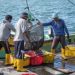 DKP Banten Targetkan 220 Ribu Ton Ikan Tangkap dan Budidaya