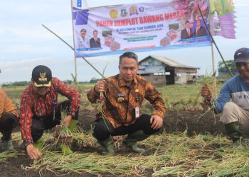 Usai Panen 7 Ton Bawang, Pemkot Serang Bakal Tanam Tumbuhan Lainnya