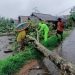 Pohon Tumbang dan Menutup Akses Jalan, Polisi dan Warga Langsung Lakukan Hal Ini