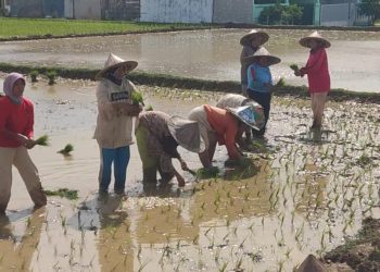 Banyak Petani di Serang Lapor Tak Bisa Beli Pupuk Subsidi