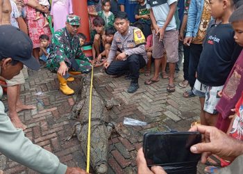 Warga Pandeglang Tangkap Buaya Betina di Sungai Cisanggoma
