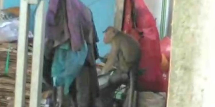Monyet Liar Teror Warga Keranggan