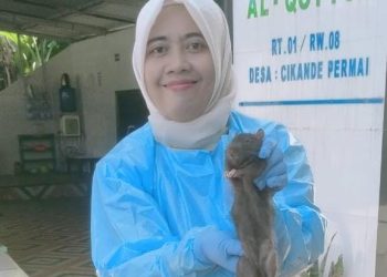 Ada Enam Kasus Penyakit Kencing Tikus di Kabupaten Serang, Dua Orang Meninggal Dunia