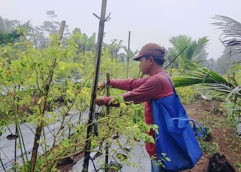 Tanam Cabai Setan Beromzet Puluhan Juta Sekali Panen