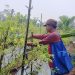 Tanam Cabai Setan Beromzet Puluhan Juta Sekali Panen
