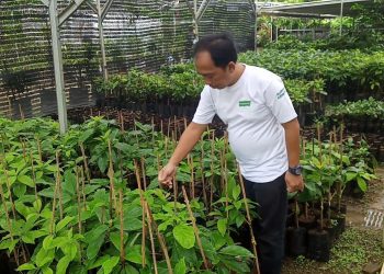 Pria Asal Pandeglang Sukses Budidaya Alpukat Cengkho, Raup Omzet Rp 20 Juta