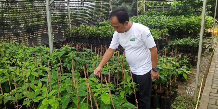 Pria Asal Pandeglang Sukses Budidaya Alpukat Cengkho, Raup Omzet Rp 20 Juta