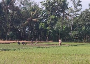 Jatah Pupuk Subsidi Dikurangi, Begini Tanggapan DPRD