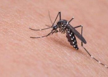 Baru Awal Tahun, 281 warga Lebak Terjangkit DBD, Tiga Orang Meninggal Dunia