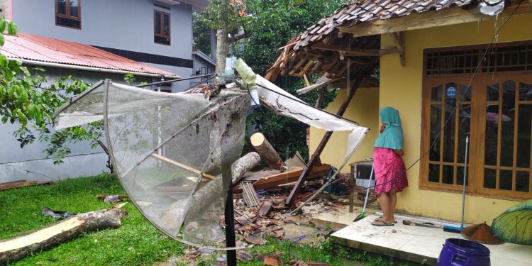 Satu Rumah di Jiput Rusak Tertimpa Pohon Tumbang