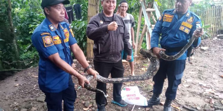 Makan 1 Ekor Ayam, Ular Sanca Berukuran 3 Meter Ditangkap Petugas BPBD-PK Pandeglang