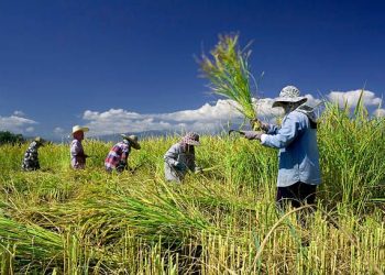 Kabar Gembira Untuk Petani Banten, Harga Gabah Terus Naik Hingga Rp8.071 Perkilogram