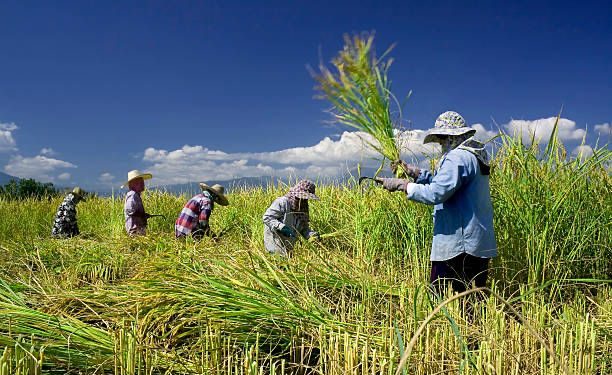 Kabar Gembira Untuk Petani Banten, Harga Gabah Terus Naik Hingga Rp8.071 Perkilogram