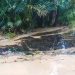Warga Rangkasbitung Resah, Diduga Limbah Beracun Dibuang Sembarangan ke Sungai