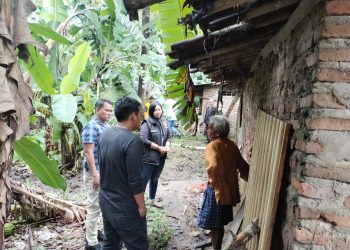 Tiga Kerbau Milik Nenek Asal Kragilan Raib Digasak Maling