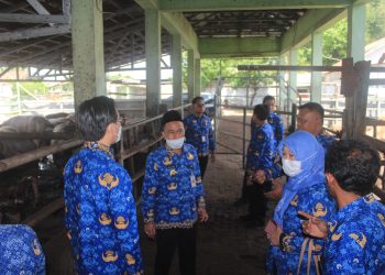 Kebutuhan Daging Sapi dan Kerbau Meningkat Drastis pada Ramadan